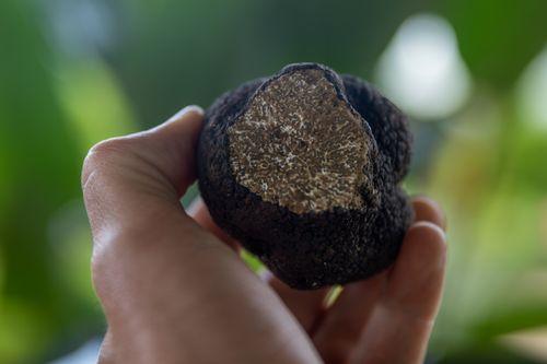 SAPIO Umbria truffle San Pietro al Pettine