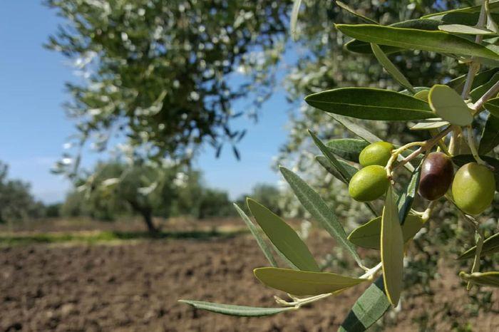 FEAST - Apulia 