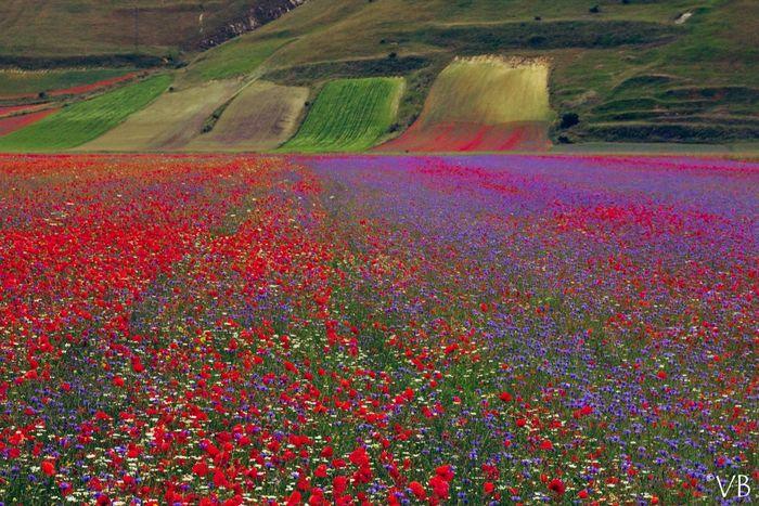 SAPIO Umbria Colfiorito